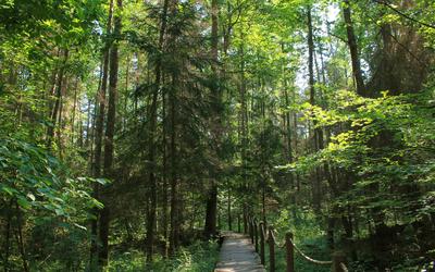 Żebra Żubra Nature Trail