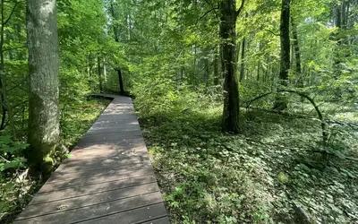 Oak of Jagiełło Trail
