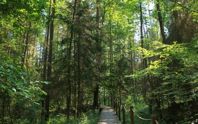 Żebra Żubra Nature Trail