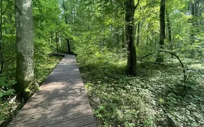 Oak of Jagiełło Trail